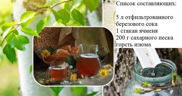 Рецепты кваса из березового сока: как сделать в домашних условиях освежающий напиток с добавлением изюма, ячменя, хлеба, правила его употребления | mosspravki.ru